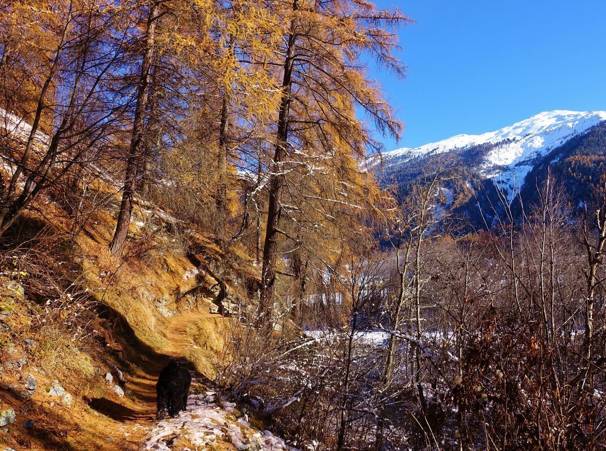 B&B Villa Stelvio Santa Maria Val Muestair ภายนอก รูปภาพ